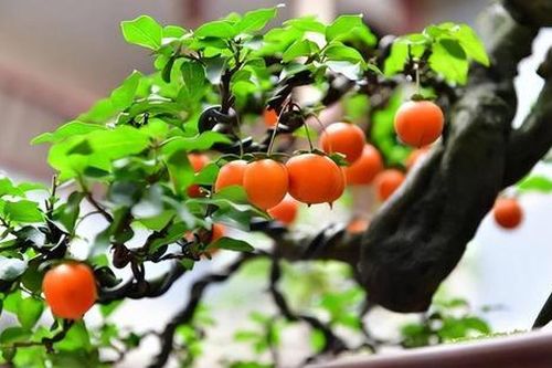 Trồng 3 cây này sẽ rước tài lộc về nhà, nghèo khó cũng hóa giàu sang