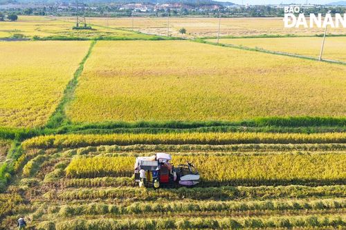 Vụ lúa hè thu 2024 đạt năng suất cao