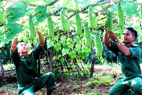Lực lượng vũ trang Gia Lai tăng gia sản xuất giỏi