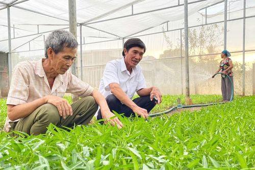 Nâng tầm sản phẩm rau quả Phú Thiện