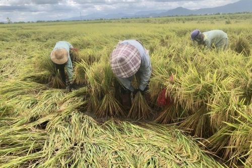 Gia Lai: Tăng cường lãnh đạo, chỉ đạo công tác phòng-chống thiên tai, động đất và tai nạn lao động