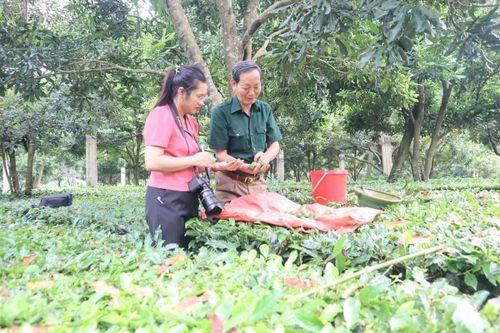 Tân Uyên vào vụ thu hoạch mắc-ca