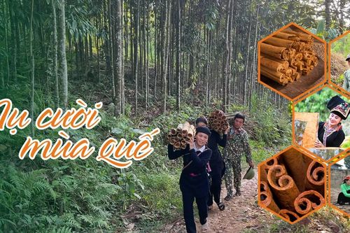 Nụ cười mùa quế