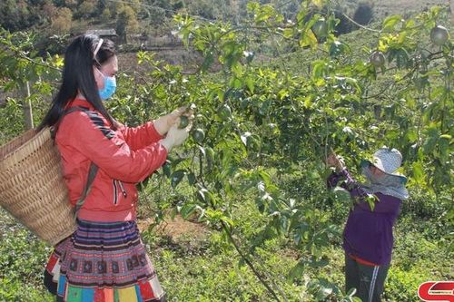Mộc Châu khắc ghi lời Bác dặn