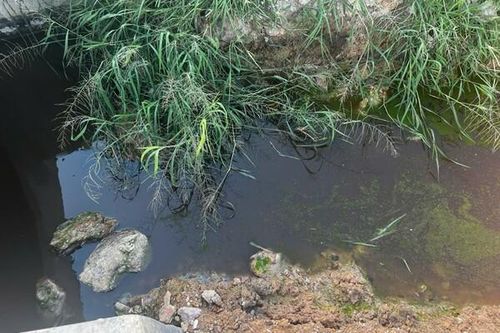 Tăng cường phát triển công nghiệp chuồng trại và xử lý chất thải chăn nuôi tại Thừa Thiên Huế