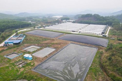 Hà Tĩnh: Tăng cường kiểm soát và chấn chỉnh hoạt động chăn nuôi lợn