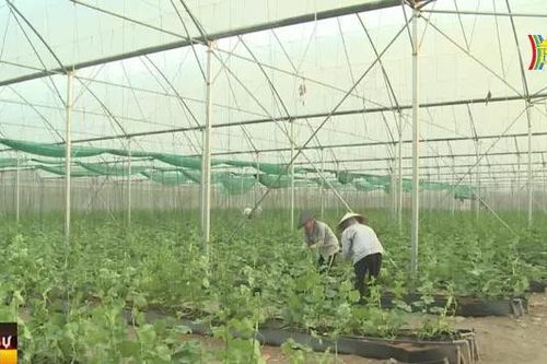 Phát triển chuỗi giá trị nông nghiệp tăng khả năng vay vốn