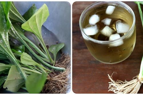 Uống nước mã đề có tốt cho sức khỏe?