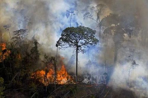 Brazil: số vụ cháy rừng tại Amazon tăng mạnh