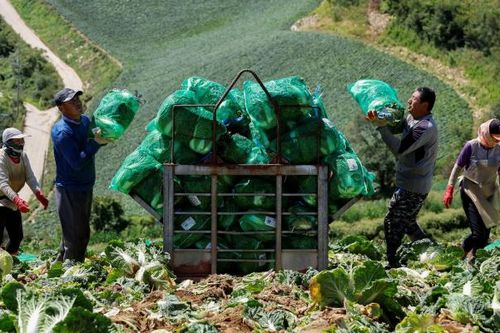 Món kim chi của Hàn Quốc có thể 'biến mất' vì biến đổi khí hậu