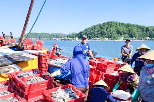 Nhu cầu tăng, ngư dân Nghệ An 'gác lễ' bám biển cung ứng cho thị trường