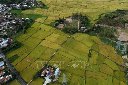 Tình đất