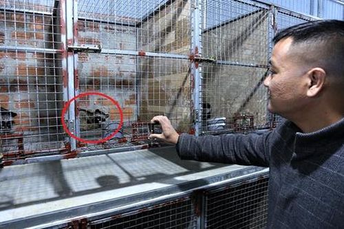 Nuôi con 'hiền lành mắn đẻ', anh nông dân kiếm 3 tỷ đồng/năm rất nhẹ nhàng