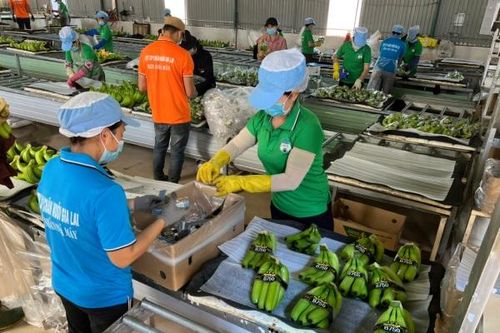 Lỗ lũy kế gần nghìn tỷ đồng, cổ phiếu HAG của Hoàng Anh Gia Lai chưa thoát diện cảnh báo
