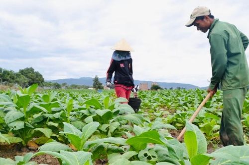 Phát huy giá trị nhãn hiệu chứng nhận 'Thuốc lá lá Krông Pa-Gia Lai'