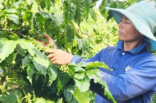 Cây cà phê bén đất Ayun