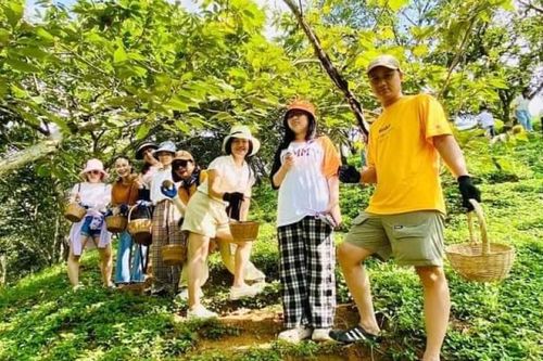 Trên 10 nghìn lượt khách tham quan, trải nghiệm hái dẻ tại Quảng Lạc