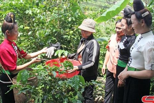 Mở rộng liên kết sản xuất với chế biến nông sản