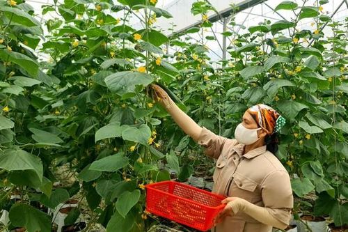 Hải Dương có 3 xã đầu tiên đạt chuẩn nông thôn mới kiểu mẫu về sản xuất