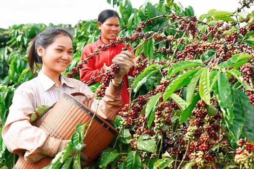 Đáp ứng EUDR để không lỡ cơ hội xuất khẩu vào EU