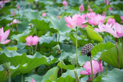 Lá sen có tác dụng gì?