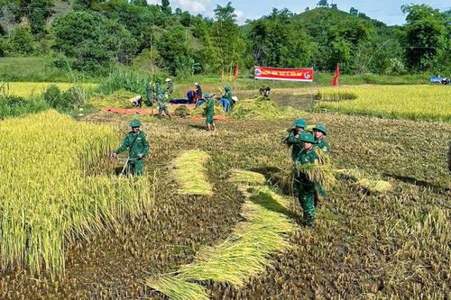 Bộ đội Biên phòng Thừa Thiên - Huế giúp dân vùng cao gặt lúa 'chạy' bão số 3
