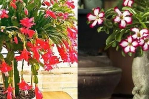 4 loại cây càng lười chăm sóc càng ra hoa kín cành