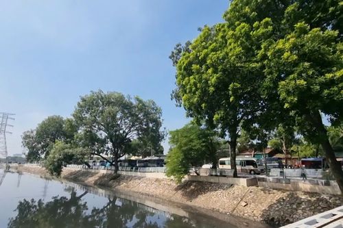 Chặt cây xanh mở rộng đường Tam Trinh