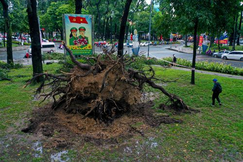 Hiện trường cây cổ thụ đổ ở TP.HCM