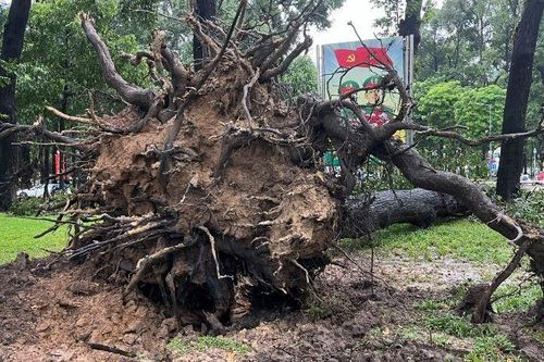 TP Hồ Chí Minh: Mưa giông lớn làm hàng loạt cây xanh gãy, đổ xuống đường