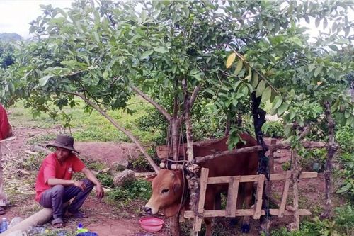 Bò xóa nghèo 'gây họa' cho người nghèo