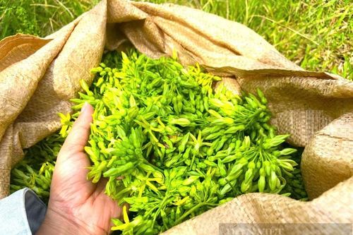 Mỗi ngày thu tiền triệu từ loại cây ra hoa phủ kín giàn