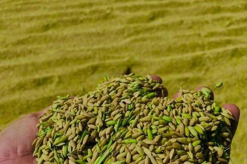 Lo ngại cơn bão số 3, nông dân hối hả gặt dù lúa chín chưa tới