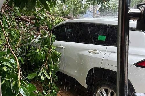 Mưa lớn làm cây cổ thụ bật gốc đè ô tô, gãy đổ nhiều cột điện ở Bình Dương