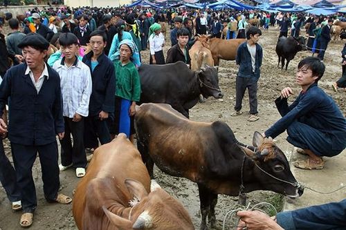 Nuôi trâu giống sinh sản hứa hẹn giúp người nghèo ở Phú Lương vươn lên
