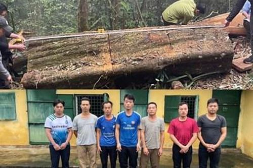 Khởi tố 7 đối tượng chặt phá, khai thác trái phép gần 20m3 gỗ quý tại Vườn Quốc gia Xuân Sơn