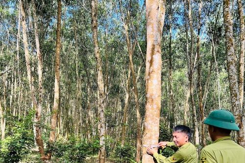 Phát huy trồng rừng gỗ lớn ở Công ty Lâm Nông nghiệp Sông Hiếu