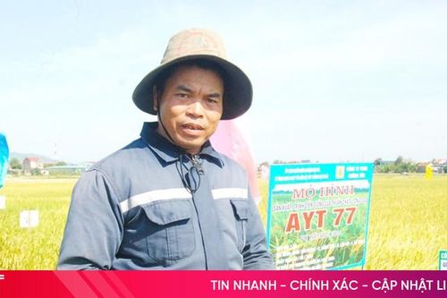 Giống lúa AYT 77 chống chịu tốt, tăng trưởng nhanh, năng suất cao