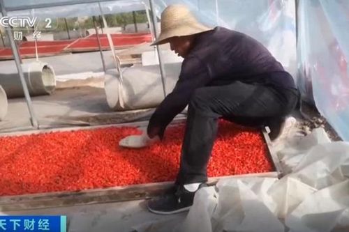 Bê bối thực phẩm chấn động Trung Quốc: Nông dân phun lưu huỳnh để kỷ tử 'đẹp và đỏ'