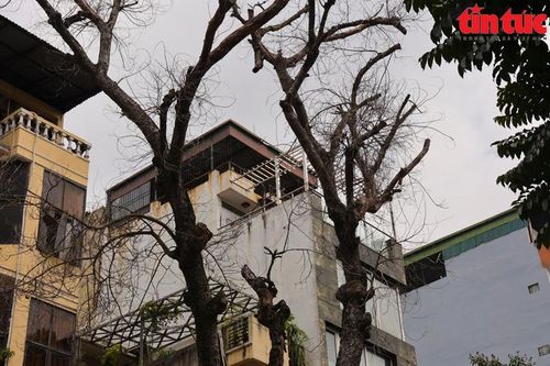Hàng loạt cây chết khô, tiềm ẩn nguy hiểm vào mùa mưa bão