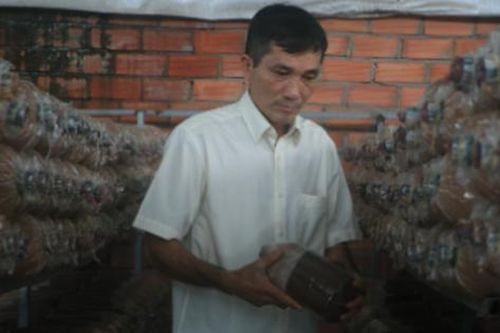 Ông nông dân trồng loại cây 'không lá', thu 2 tỷ đồng/năm rất nhẹ nhàng