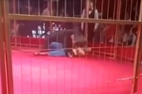 Clip: Đang biểu diễn, gấu nổi điên tấn công huấn luyện viên