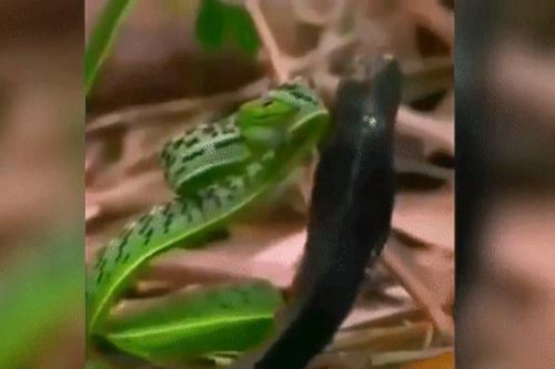 Clip: Cuộc chạm trán sinh tử, rắn lục kim và hổ mang chúa ai sẽ chiến thắng?