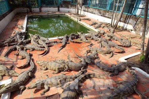 Cơ hội lớn xuất khẩu chính ngạch cá sấu nuôi sang Trung Quốc