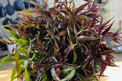 Loại rau xưa làm hàng rào, giờ thành đặc sản xuất hiện trong thực đơn nhà hàng, 90.000 đồng/kg