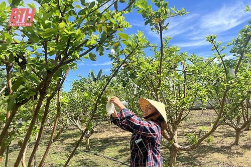 Hội Làm vườn và Trang trại Ngọc Lặc với phong trào cải tạo vườn tạp, xây dựng vườn mẫu