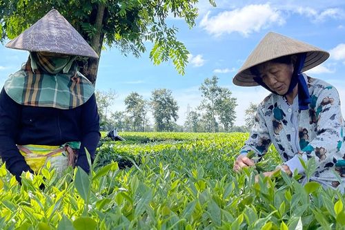 Hồng trà Shan Tuyết: Kết nối giá trị từ quá khứ đến tương lai