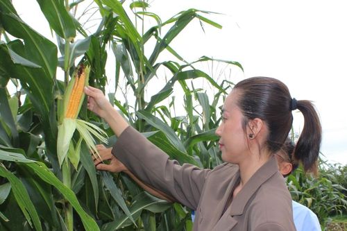 Giống bắp sinh khối ĐH 17-5: Năng suất, chất lượng vượt trội cho chăn nuôi bò