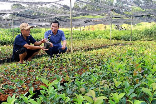 Giúp người dân giảm nghèo