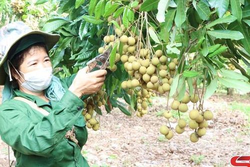 Mở rộng vùng cây ăn quả ứng dụng công nghệ cao